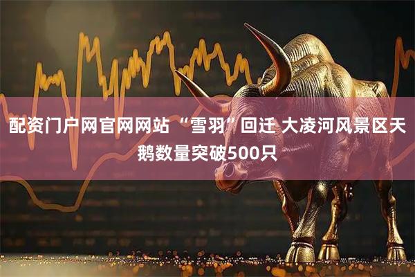 配资门户网官网网站 “雪羽”回迁 大凌河风景区天鹅数量突破500只