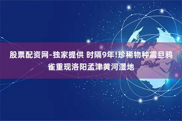 股票配资网-独家提供 时隔9年!珍稀物种震旦鸦雀重现洛阳孟津黄河湿地