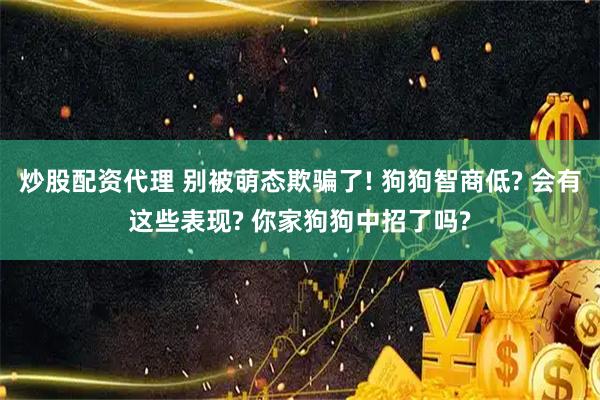 炒股配资代理 别被萌态欺骗了! 狗狗智商低? 会有这些表现? 你家狗狗中招了吗?